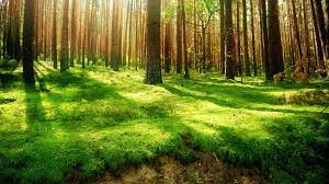 image of trees with sunlight filtering through